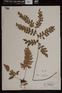 Image Associated With the Occurrence