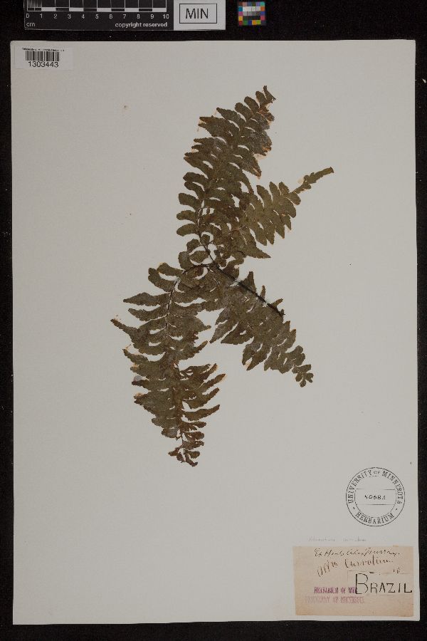 Adiantum curvatum image