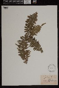 Media resource of Adiantum curvatum