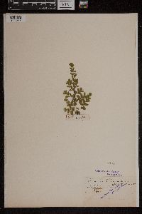 Adiantum glaucophyllum image