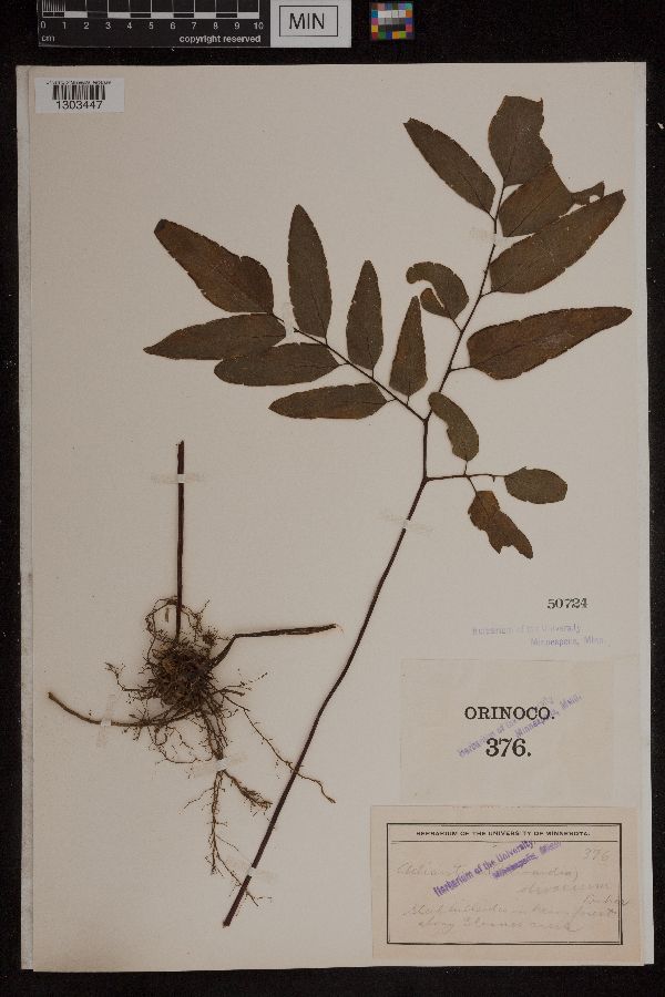 Adiantum olivaceum image