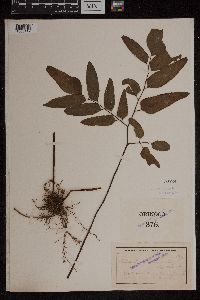 Image Associated With the Occurrence