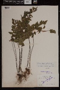 Image Associated With the Occurrence