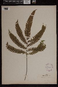 Image Associated With the Occurrence