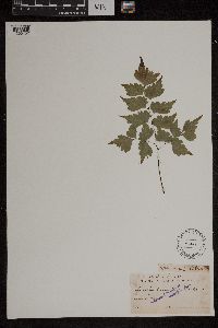 Image Associated With the Occurrence