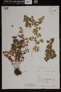 Image Associated With the Occurrence