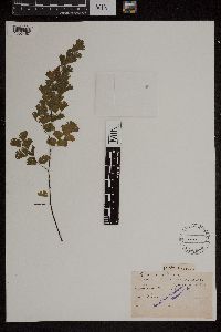 Media resource of Adiantum decorum