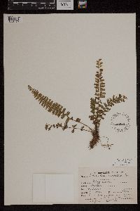 Adiantum caudatum image