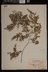 Adiantum cristatum image