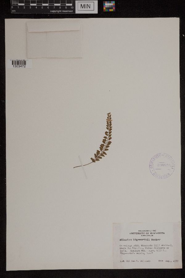 Adiantum edgeworthii image