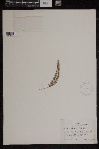 Media resource of Adiantum edgeworthii