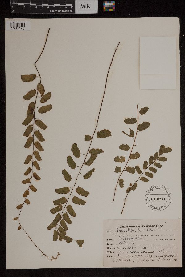 Adiantum lunulatum image