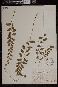 Media resource of Adiantum lunulatum