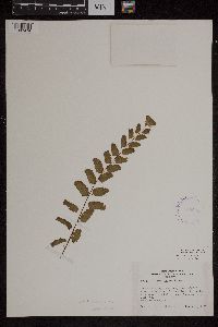 Adiantum lunulatum image