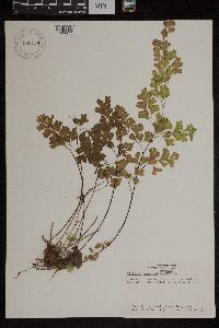 Media resource of Adiantum capillus-veneris