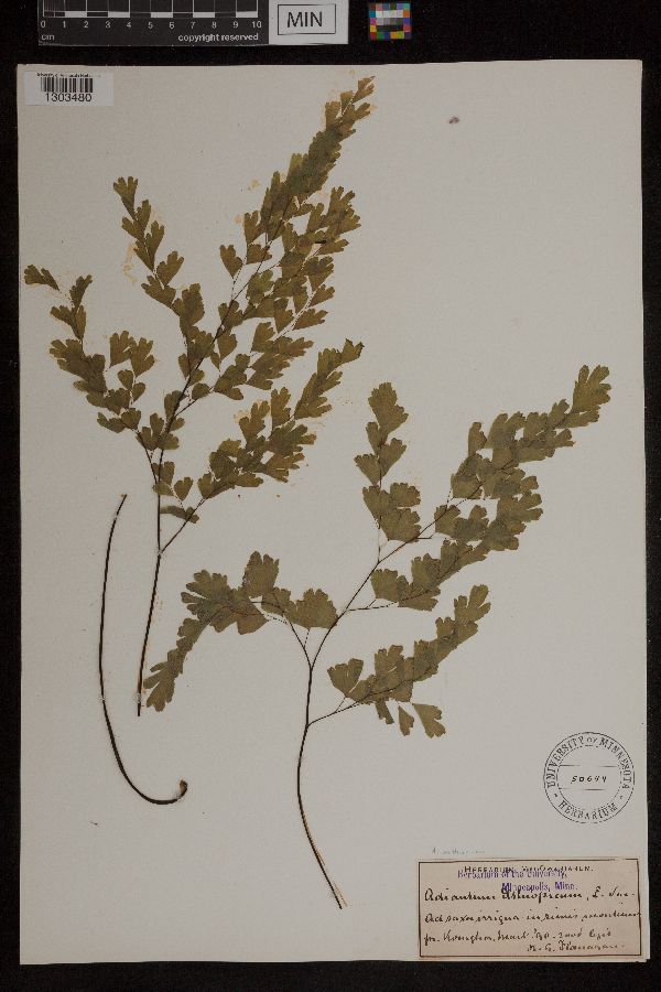 Adiantum aethiopicum image