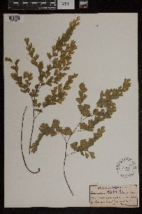 Media resource of Adiantum aethiopicum