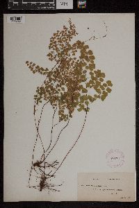 Adiantum aethiopicum image
