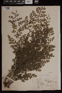 Adiantum aethiopicum image