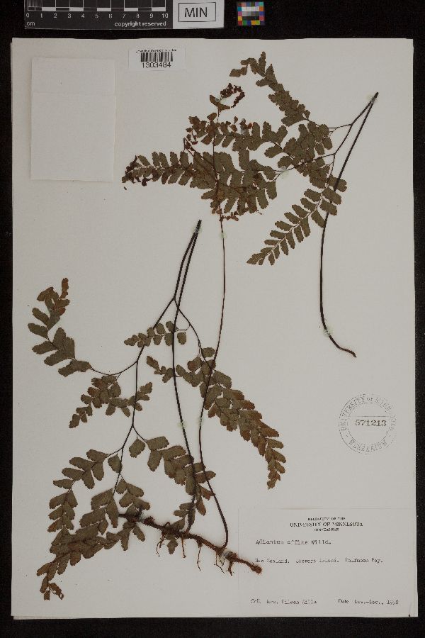 Adiantum affine image