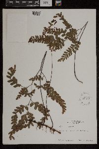 Media resource of Adiantum affine