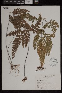 Adiantum affine image