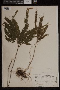 Adiantum affine image