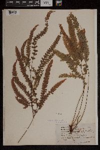 Adiantum affine image