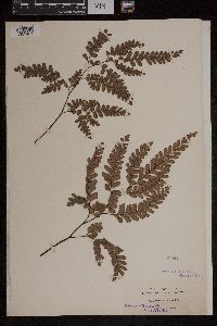 Adiantum affine image
