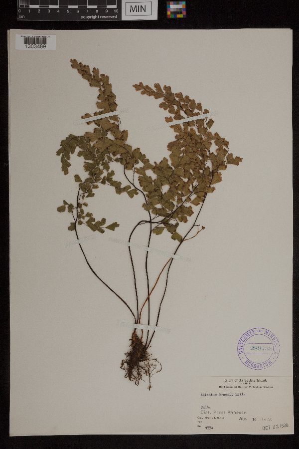Adiantum braunii image