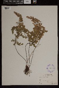 Media resource of Adiantum braunii