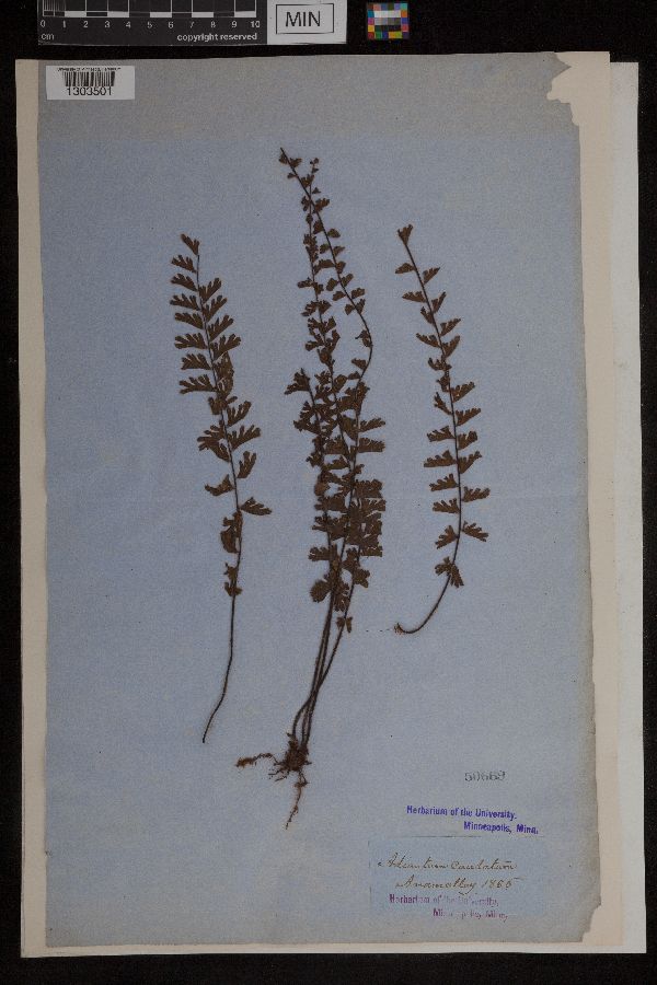 Adiantum caudatum image
