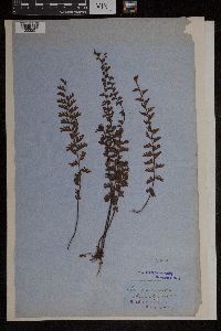 Media resource of Adiantum caudatum