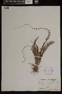 Adiantum caudatum image