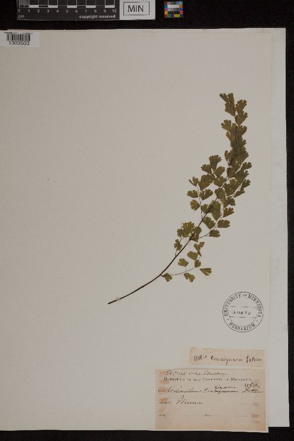 Adiantum concinnum image