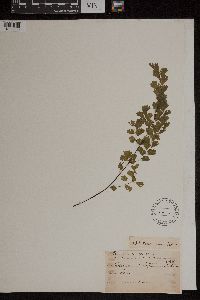 Media resource of Adiantum concinnum