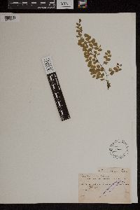 Adiantum concinnum image