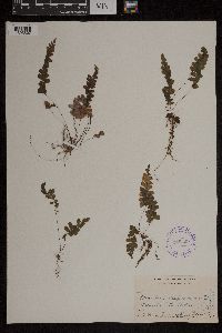 Media resource of Adiantum diaphanum