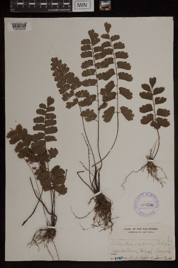 Adiantum alatum image