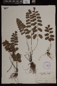 Media resource of Adiantum alatum