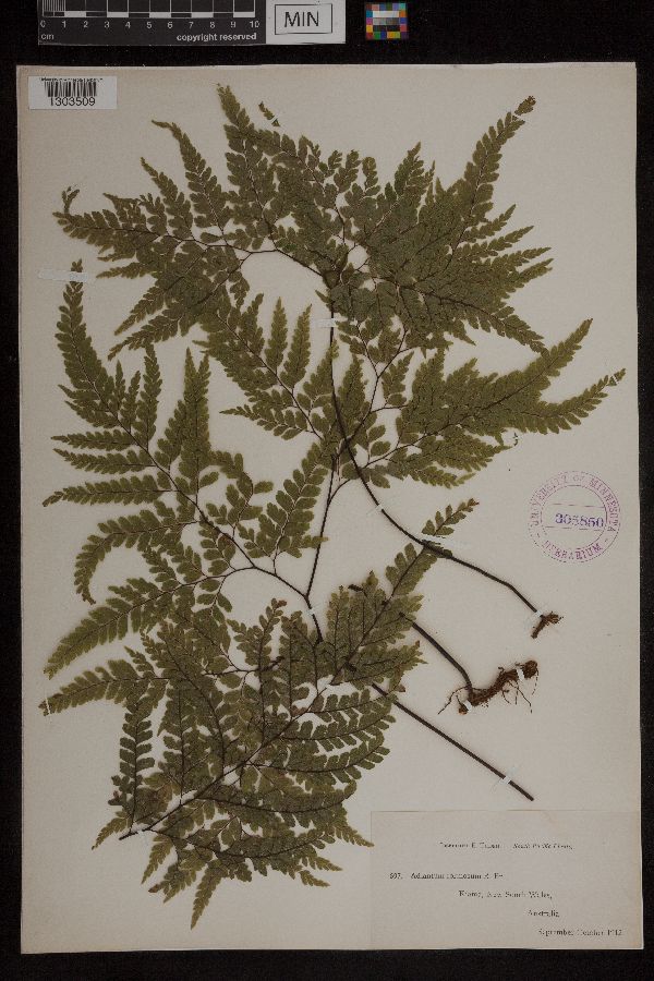 Adiantum formosum image