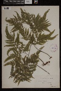 Media resource of Adiantum formosum