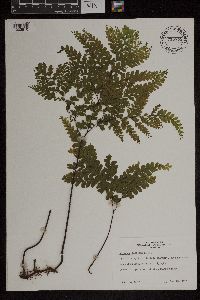 Adiantum formosum image