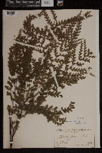 Adiantum formosum image