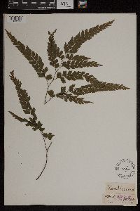 Adiantum formosum image