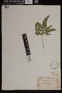 Adiantum formosum image