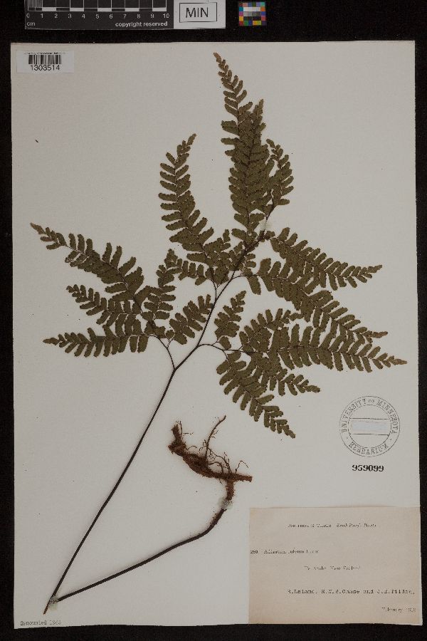 Adiantum fulvum image