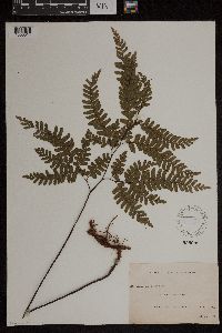 Media resource of Adiantum fulvum