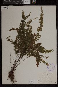 Media resource of Adiantum hispidulum