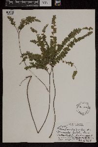 Adiantum hispidulum image